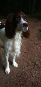 Springer Spaniel dog