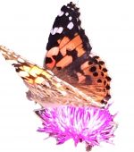 Butterfly on flower photo butterfly on flower